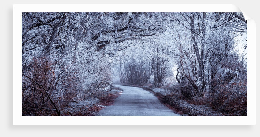 Frosted road through forest by Assaf Frank